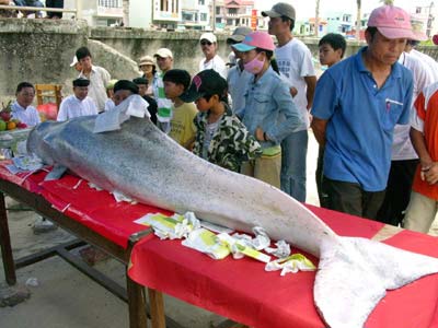 Đà Nẵng: Cá “Ông” khoảng 150kg dạt vào bờ