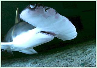 Phát hiện kỳ lạ - cá mập sinh con không cần bố