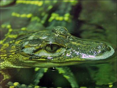 Phát hiện cá sấu xanh ở Mexico