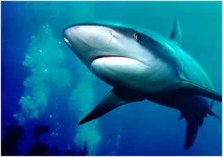 Cá mập dùng gì để định vị mùi?