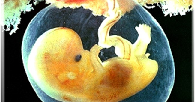 Bào thai có khả năng kháng cúm