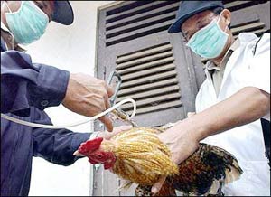 Người Indonesia không biết về hiểm họa cúm gia cầm