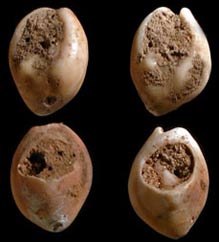 Phát hiện trang sức vỏ sò cổ nhất tại Morocco