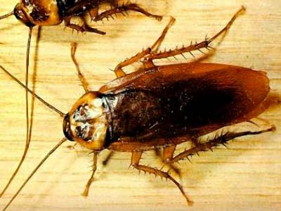 Khám phá mới: Gián cũng biết học!