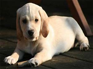 “Viện dưỡng lão” dành cho… chó cao tuổi