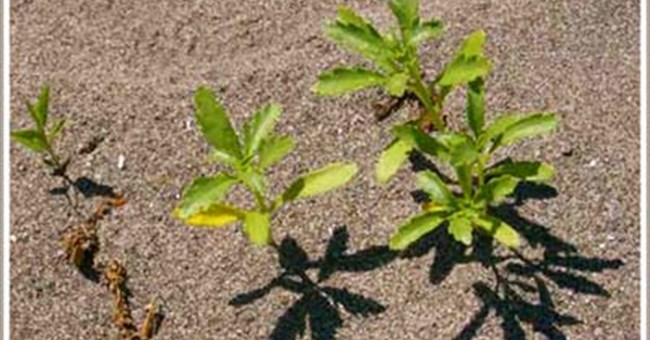 Cây cối biết nhận ra họ hàng