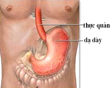 Dạ dày nhỏ dễ say rượu