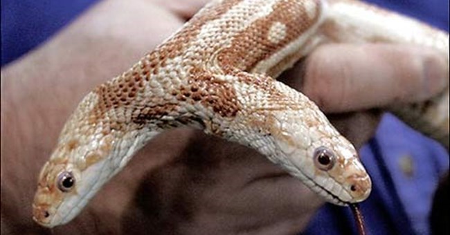 Rắn hai đầu sống lâu nhất thế giới