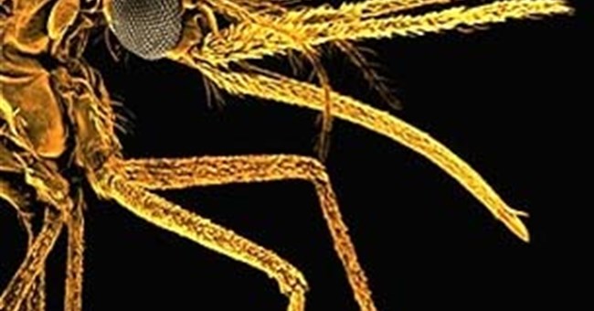 Bản đồ gien muỗi đã được hoàn thiện