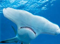 Cá mập đảo Bahamas