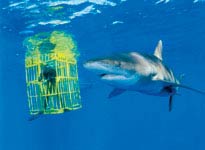 Cá mập đảo Bahamas