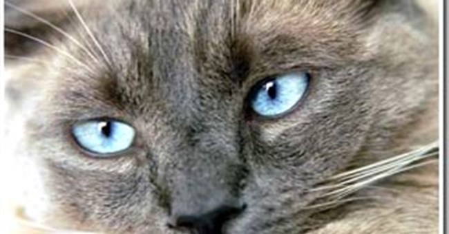 Tìm ra tổ tiên của mèo nhà