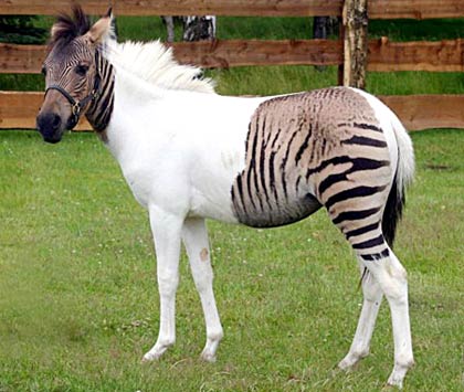 Con ngựa lạ lùng nhất trong thế giới loài ngựa