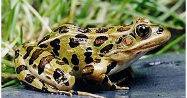 Điều trị ung thư bằng enzyme của ếch