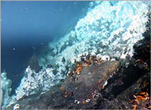 Tổ tiên của vi khuẩn từng sống dưới biển sâu