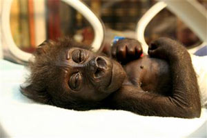 "Bé" gorilla vào viện vì mẹ bỏ rơi