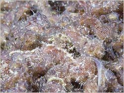 Vi tảo – Nhiên liệu sinh học tương lai