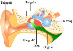 Viêm tai giữa tiết dịch có thể gây khiếm thính nguy hiểm ở trẻ em