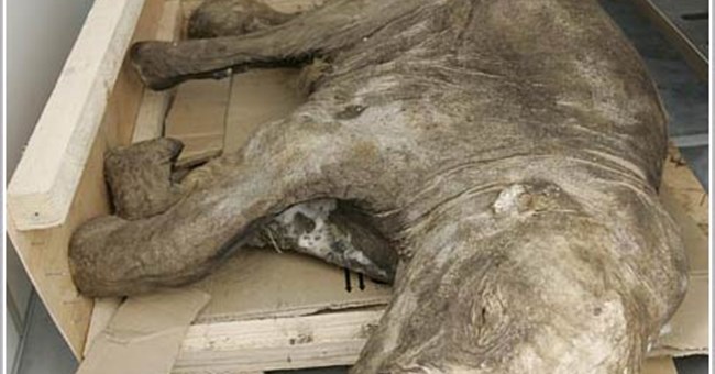 Phát hiện xác ướp một chú voi mamút con