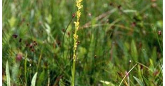 Cây phong lan có mùi chân thối