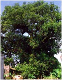 Phát hiện cây dã hương cổ thụ tại Nam Định