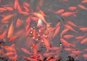 Trí nhớ siêu việt của động vật