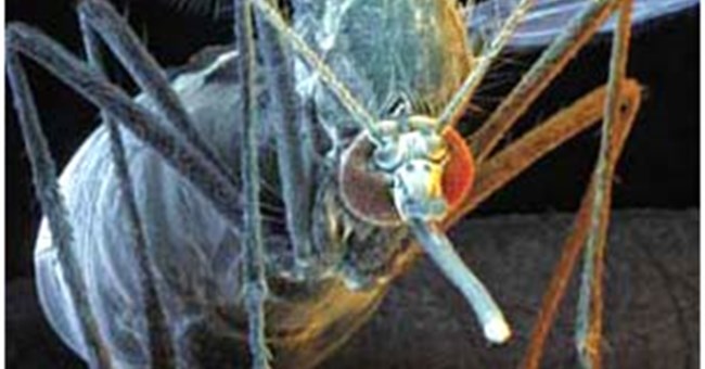 Muỗi sẽ không còn truyền bệnh trong tương lai