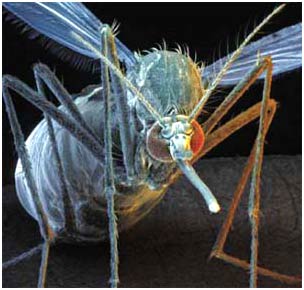 Muỗi sẽ không còn truyền bệnh trong tương lai