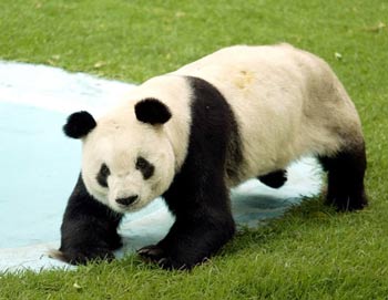 Vĩnh biệt “bà” tinh tinh già nhất thế giới