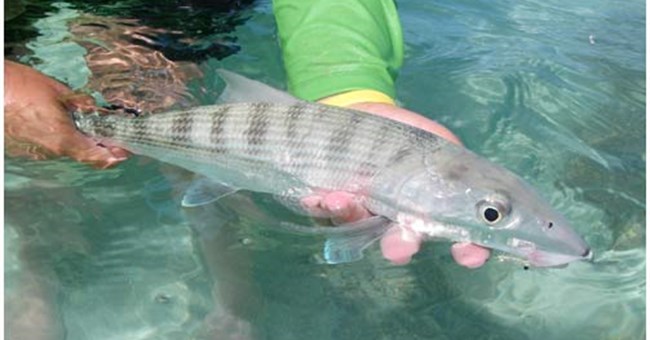 Câu cá giải trí khiến cá tổn thương nặng