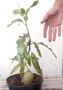 (Ảnh: Toptropicals.com)