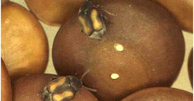 Với một số con đực, càng nhỏ lại càng tốt