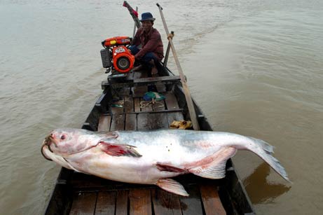 Những con cá nước ngọt “thành tinh”