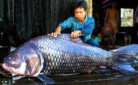 Những con cá nước ngọt “thành tinh”