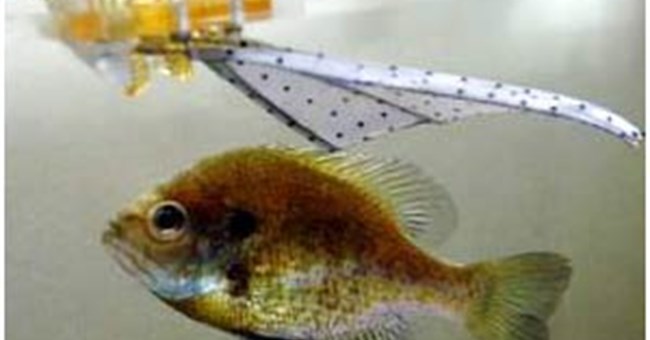 Vây cá robot cho tàu ngầm