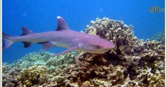 Biển càng mặn, cá mập càng ít máu