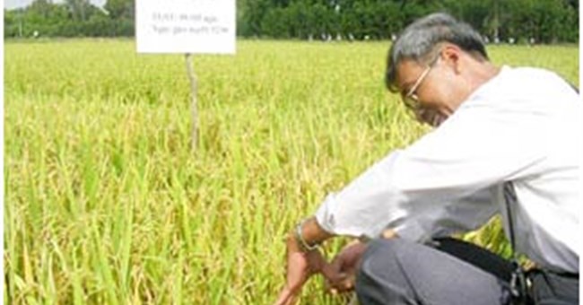 Ứng dụng kỹ thuật điện di protein SDS-PAGE cải thiện và nâng cao phẩm chất các giống lúa