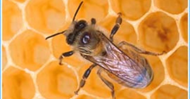 Ong thợ bị tẩy não