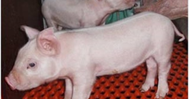 Heo nhân bản thế hệ thứ tư đầu tiên trên thế giới