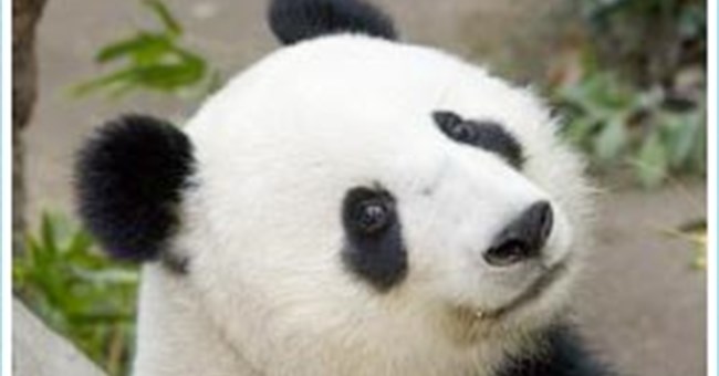 Gấu đực... đẻ con