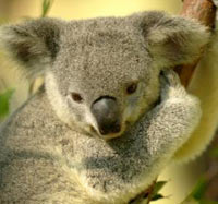 Vắc-xin ngừa bệnh Chlamydia được thử nghiệm trên gấu Koala