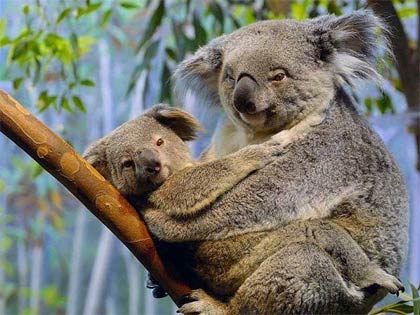 Vắc-xin ngừa bệnh Chlamydia được thử nghiệm trên gấu Koala
