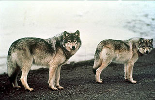 Loài sói vùng Alaska bắt đầu tuyệt chủng từ 12,000 năm trước