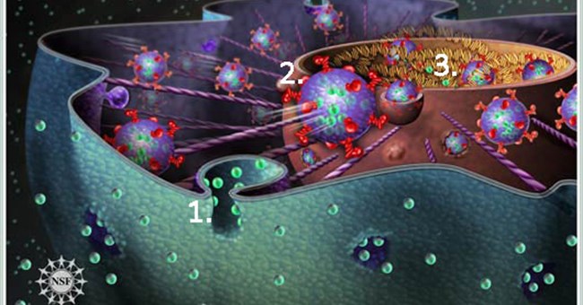 Khám phá con đường trực tiếp từ bên ngoài tế bào đến nhân tế bào