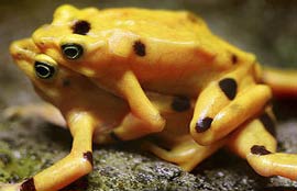 Panama bảo tồn ếch vàng