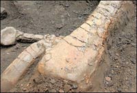 Thụy Sĩ: Phát hiện hố chứa xương khủng long Plateosaurus