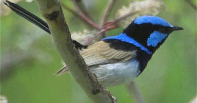 Chim mẹ cẩu thả trông cậy vào "bà vú"