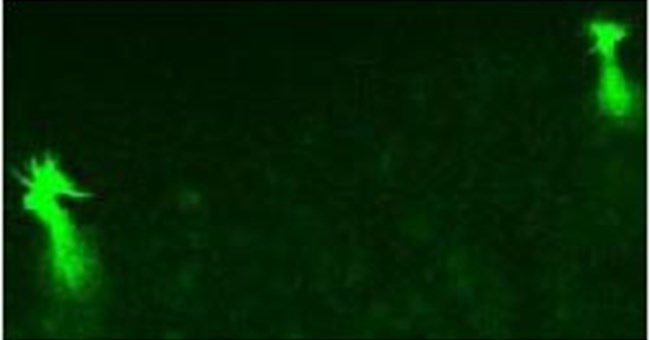 Chuột sử dụng noron chuyên biệt để nhận ra carbon dioxide trong không khí