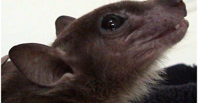 Phát hiện virus chết người có ở trong dơi