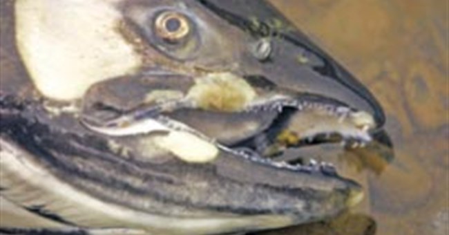 “Vùng chết” tái xuất hiện ở Mỹ